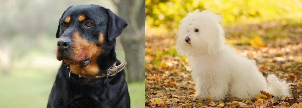 Bichon Bolognese vs Rottweiler - Breed Comparison
