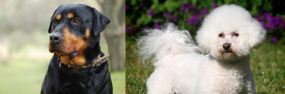 Bichon Frise vs Rottweiler - Breed Comparison