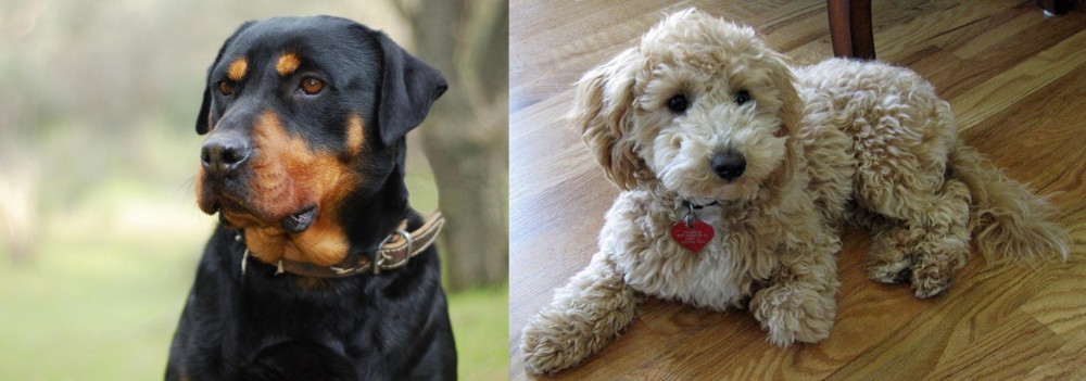 Bichonpoo vs Rottweiler - Breed Comparison