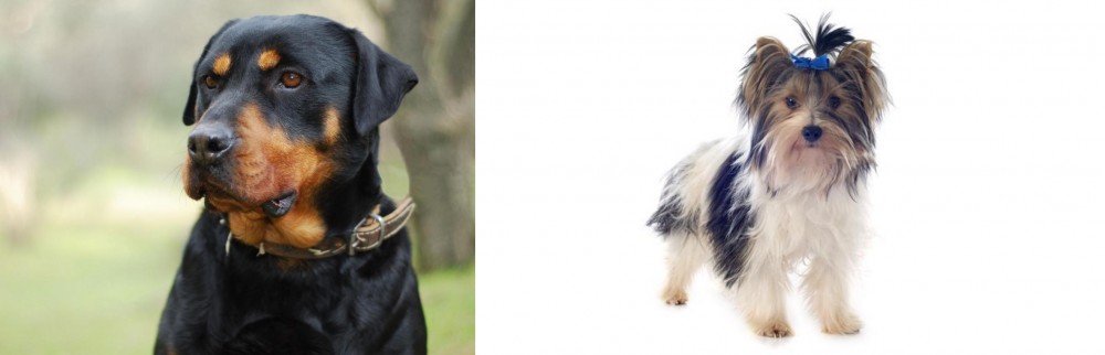 Biewer vs Rottweiler - Breed Comparison