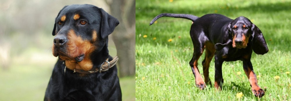 Black and Tan Coonhound vs Rottweiler - Breed Comparison