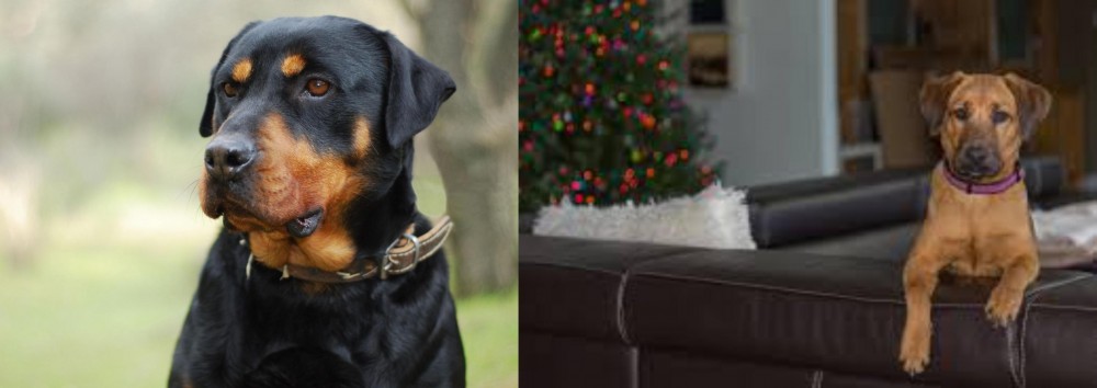 Black Mouth Cur vs Rottweiler - Breed Comparison