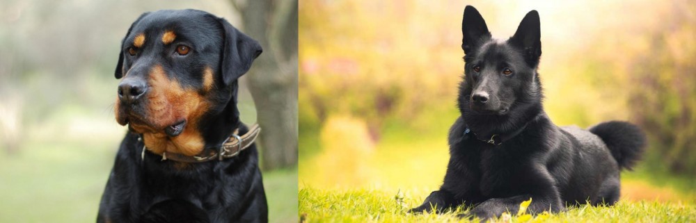 Black Norwegian Elkhound vs Rottweiler - Breed Comparison
