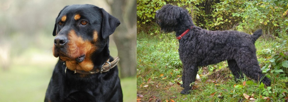 Black Russian Terrier vs Rottweiler - Breed Comparison