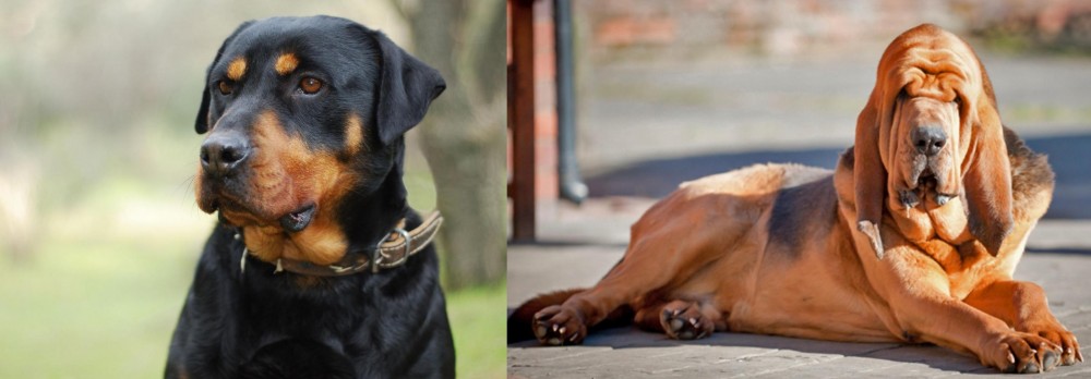Bloodhound vs Rottweiler - Breed Comparison