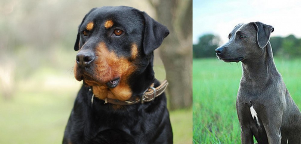 Blue Lacy vs Rottweiler - Breed Comparison