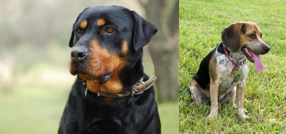 Bluetick Beagle vs Rottweiler - Breed Comparison