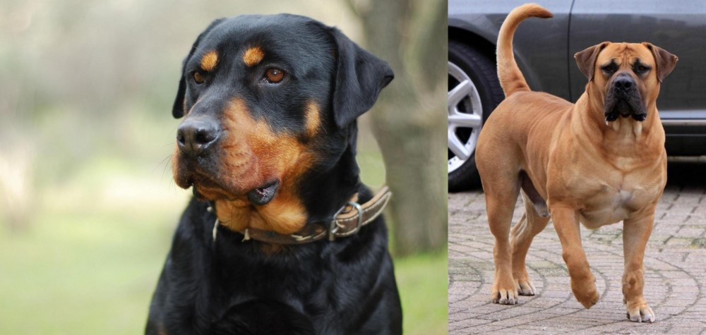 Boerboel vs Rottweiler - Breed Comparison