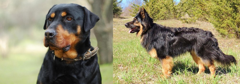 Bohemian Shepherd vs Rottweiler - Breed Comparison