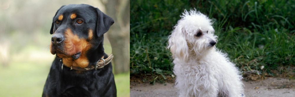 Bolognese vs Rottweiler - Breed Comparison