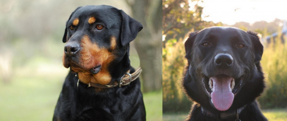 Borador vs Rottweiler - Breed Comparison