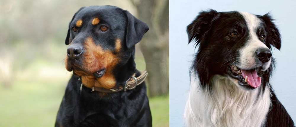 Border Collie vs Rottweiler - Breed Comparison