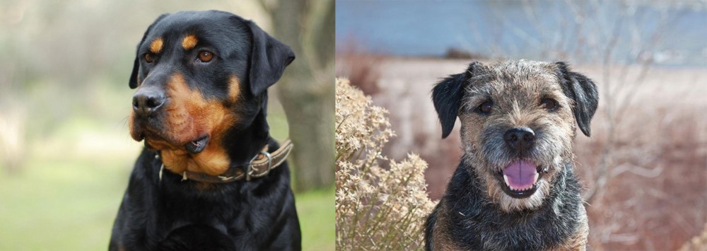 Border Terrier vs Rottweiler - Breed Comparison