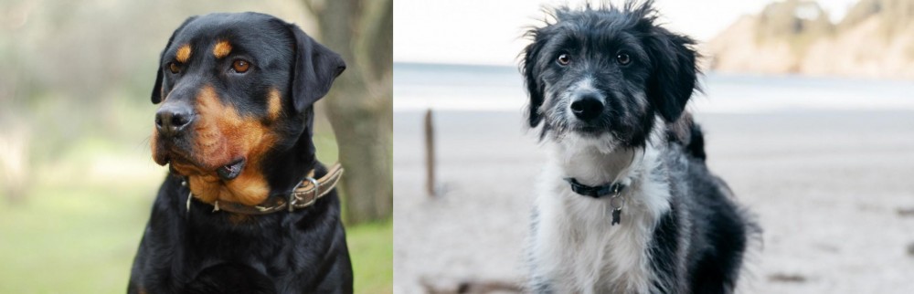 Bordoodle vs Rottweiler - Breed Comparison