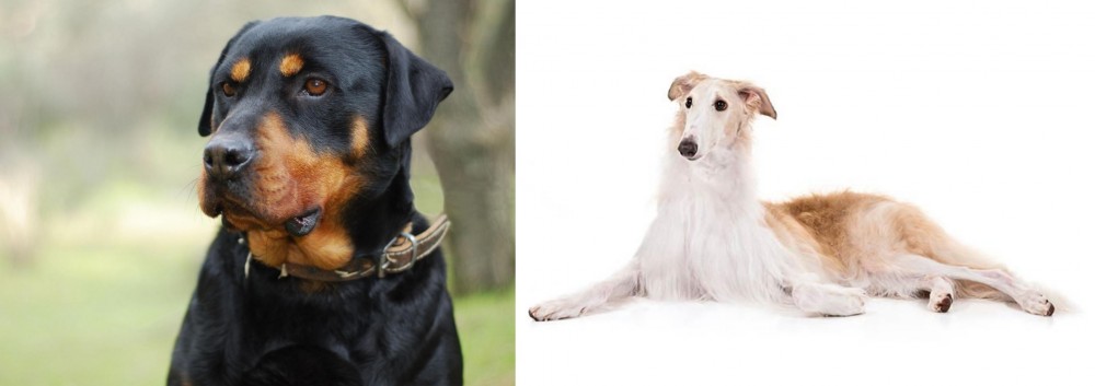 Borzoi vs Rottweiler - Breed Comparison