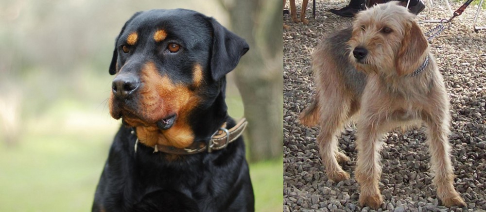 Bosnian Coarse-Haired Hound vs Rottweiler - Breed Comparison