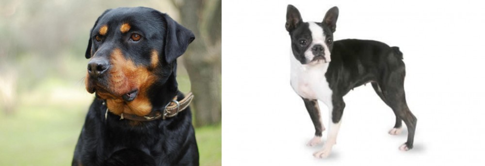 Boston Terrier vs Rottweiler - Breed Comparison