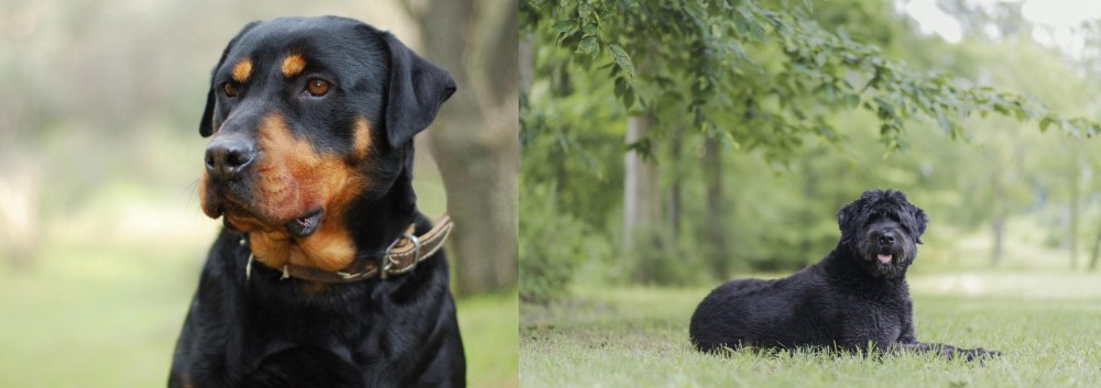 Bouvier des Flandres vs Rottweiler - Breed Comparison