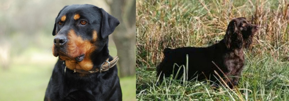 Boykin Spaniel vs Rottweiler - Breed Comparison