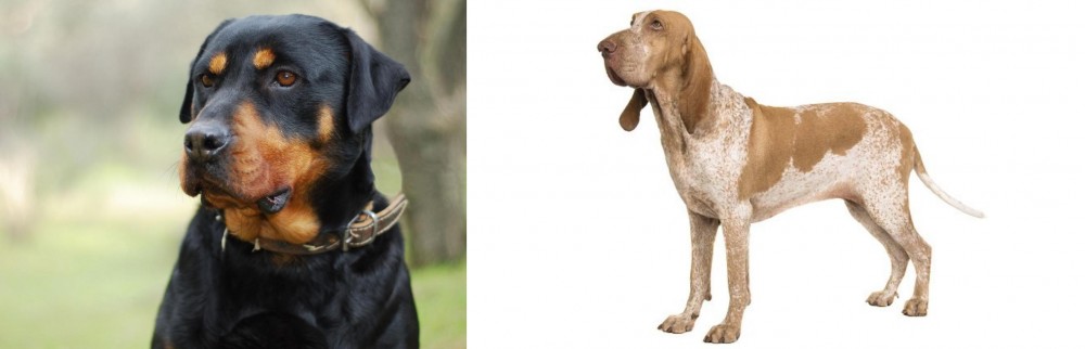 Bracco Italiano vs Rottweiler - Breed Comparison