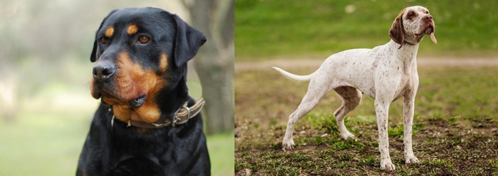 Braque du Bourbonnais vs Rottweiler - Breed Comparison