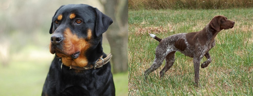 Braque Francais vs Rottweiler - Breed Comparison