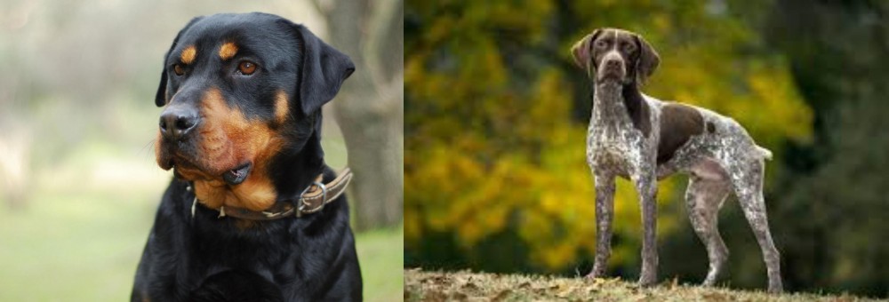 Braque Francais (Gascogne Type) vs Rottweiler - Breed Comparison