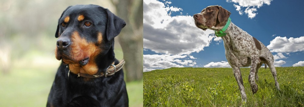 Braque Francais (Pyrenean Type) vs Rottweiler - Breed Comparison