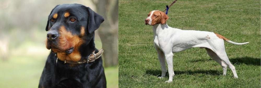 Braque Saint-Germain vs Rottweiler - Breed Comparison