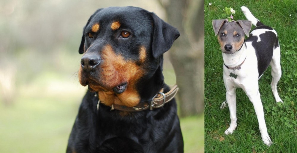 Brazilian Terrier vs Rottweiler - Breed Comparison