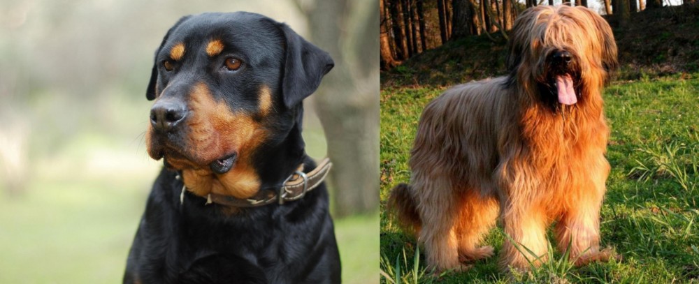 Briard vs Rottweiler - Breed Comparison