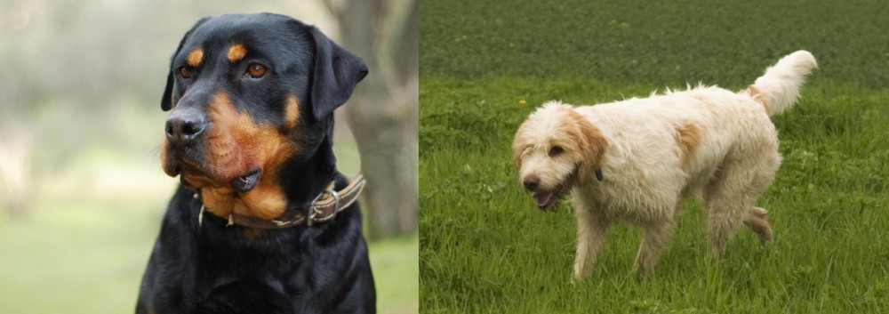 Briquet Griffon Vendeen vs Rottweiler - Breed Comparison