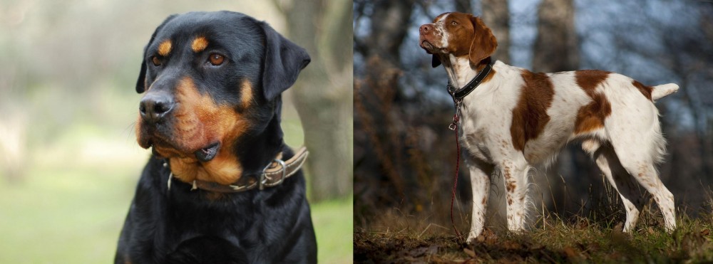 Brittany vs Rottweiler - Breed Comparison