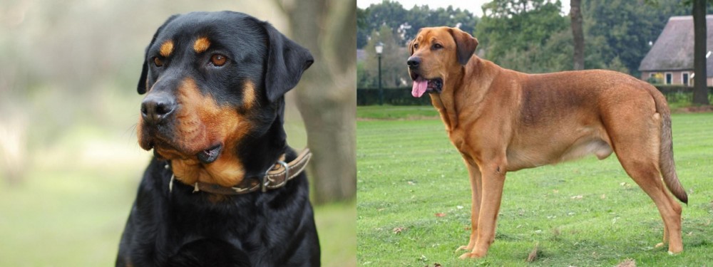 Broholmer vs Rottweiler - Breed Comparison