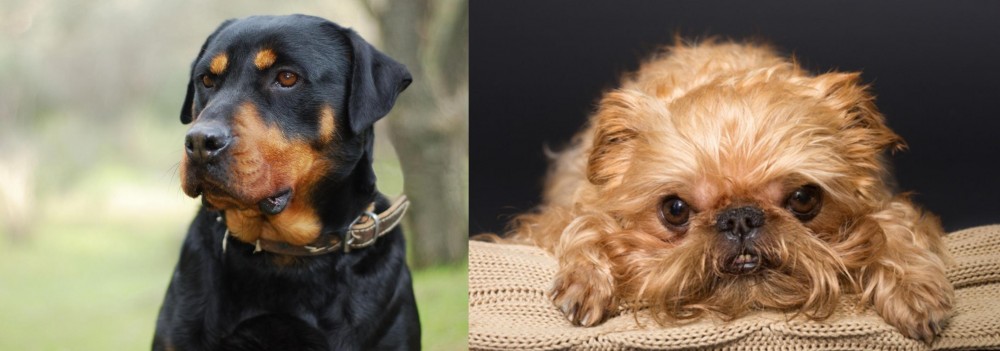 Brug vs Rottweiler - Breed Comparison