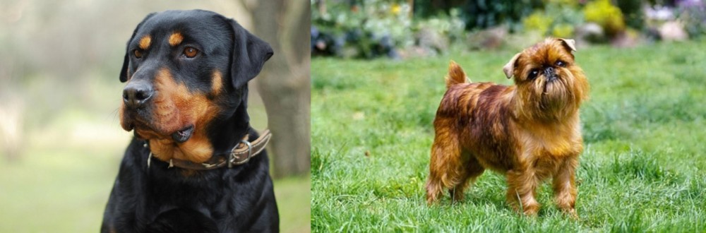 Brussels Griffon vs Rottweiler - Breed Comparison