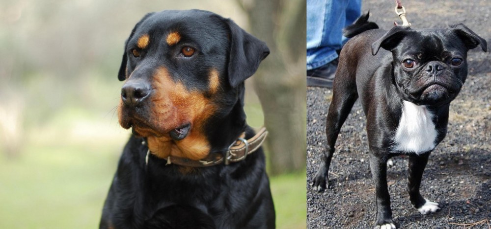 Bugg vs Rottweiler - Breed Comparison
