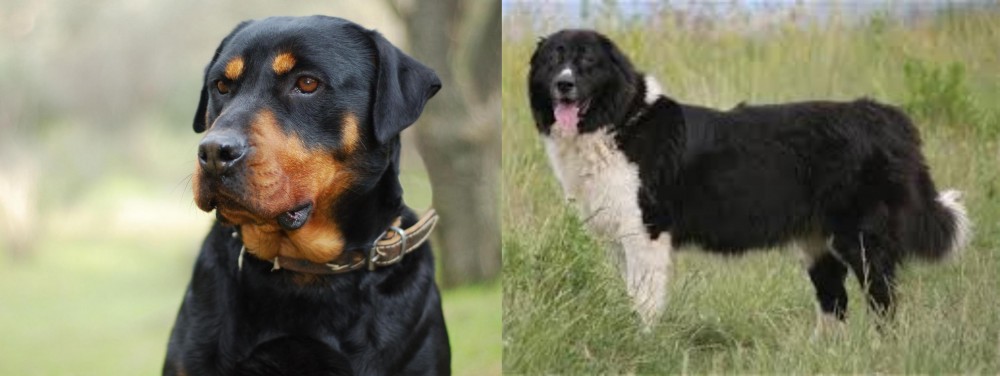 Bulgarian Shepherd vs Rottweiler - Breed Comparison