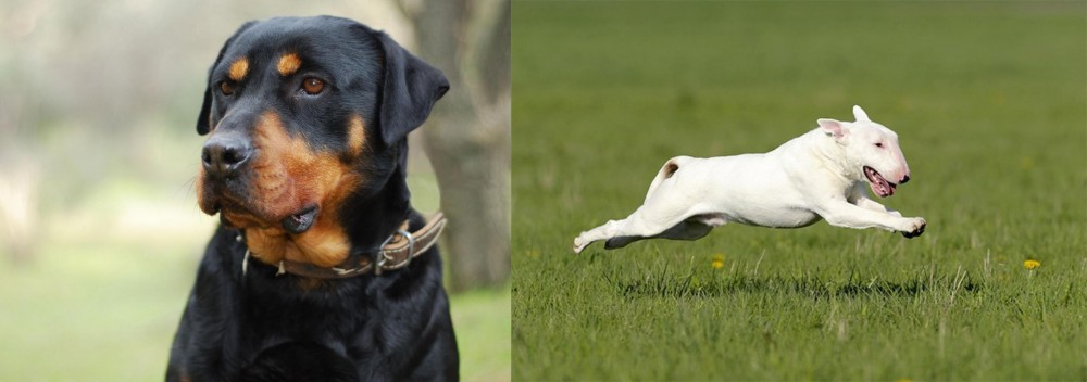 Bull Terrier vs Rottweiler - Breed Comparison