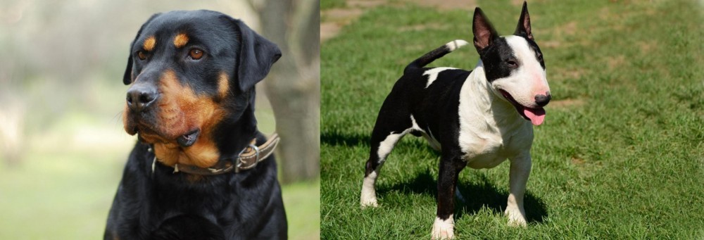 Bull Terrier Miniature vs Rottweiler - Breed Comparison