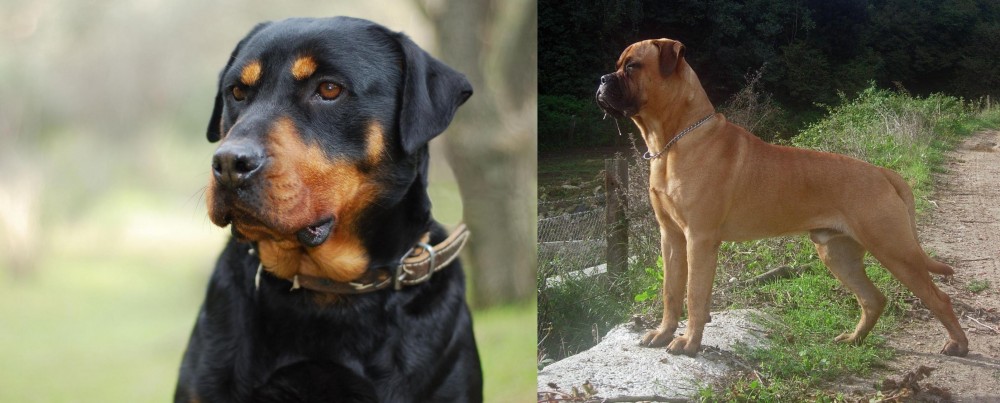 Bullmastiff vs Rottweiler - Breed Comparison