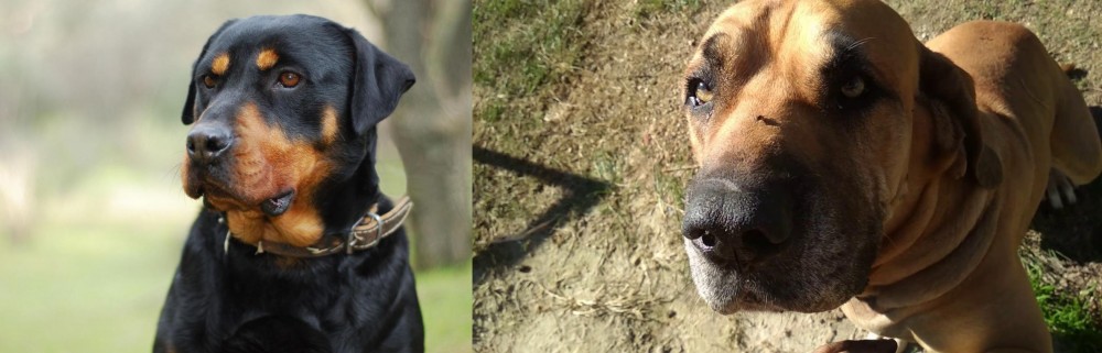 Cabecudo Boiadeiro vs Rottweiler - Breed Comparison