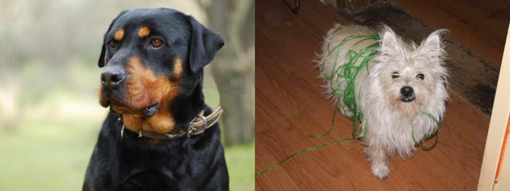 Cairland Terrier vs Rottweiler - Breed Comparison