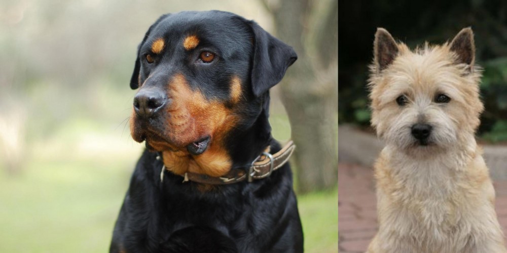 Cairn Terrier vs Rottweiler - Breed Comparison