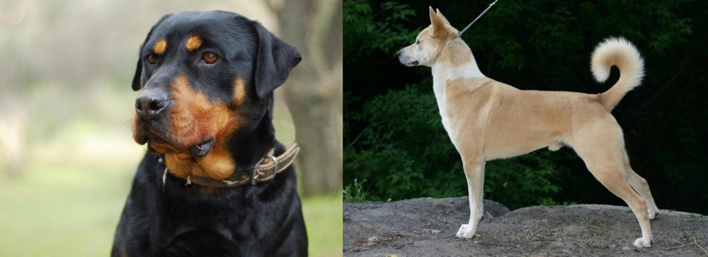Canaan Dog vs Rottweiler - Breed Comparison