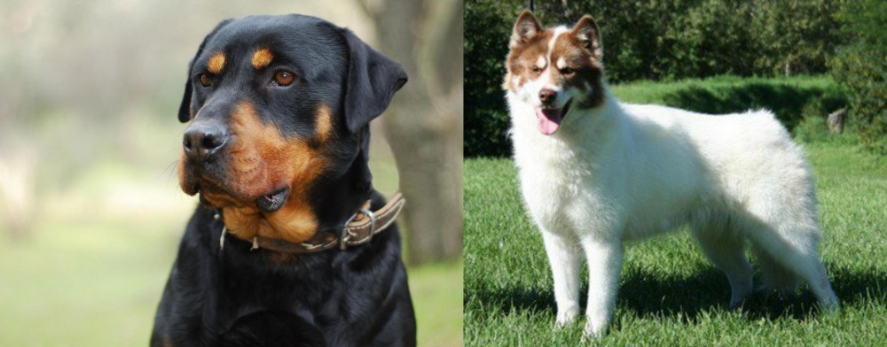 Canadian Eskimo Dog vs Rottweiler - Breed Comparison