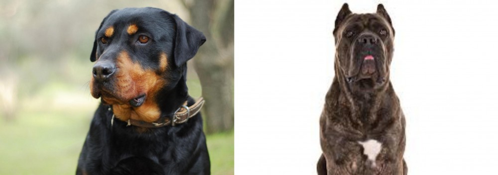 Cane Corso vs Rottweiler - Breed Comparison