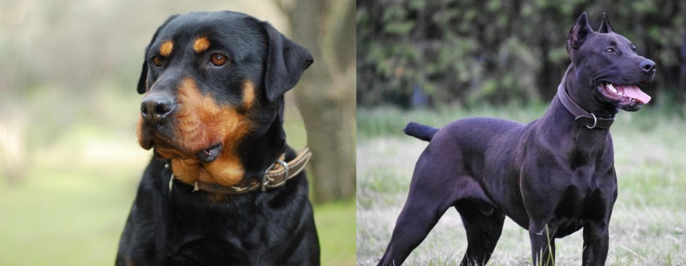 Canis Panther vs Rottweiler - Breed Comparison
