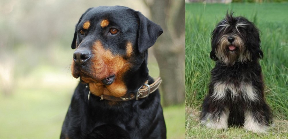 Cao da Serra de Aires vs Rottweiler - Breed Comparison