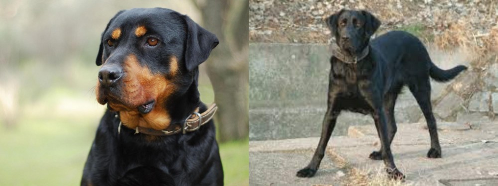 Cao de Castro Laboreiro vs Rottweiler - Breed Comparison
